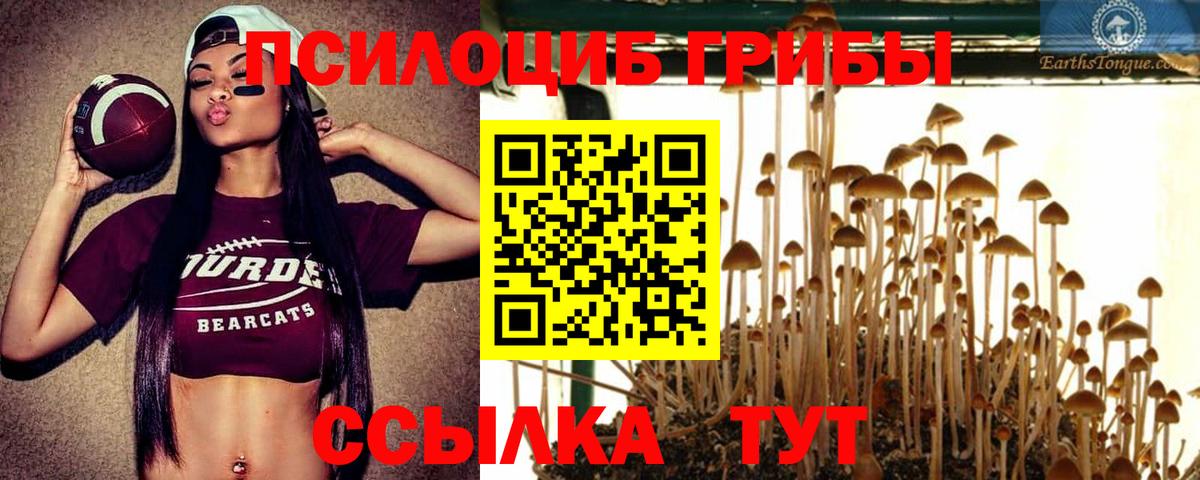 Галлюциногенные грибы Psilocybine cubensis  Вход с VPN  Кизилюрт 