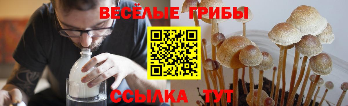 Псилоцибиновые грибы Psilocybe Кизилюрт